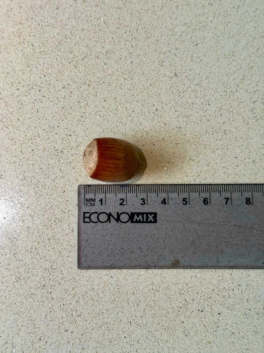 Продам дворічні саджанці фундука Істрійський довгий (Istarski dugi)