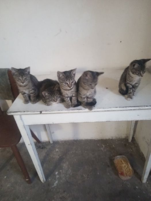 Oddam kotki w dobre ręce