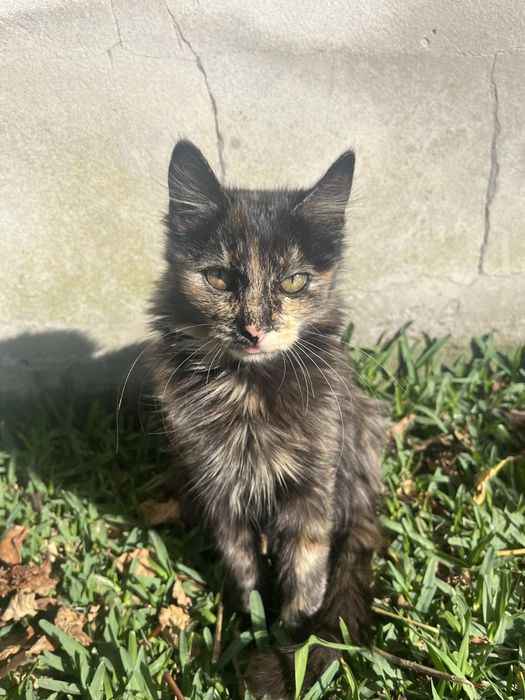 Gata para adocão
