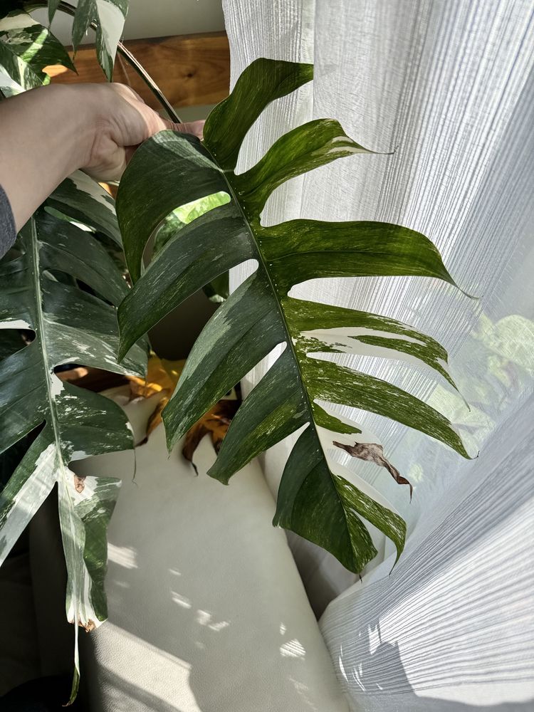 Epipremnum pinnatum variegata gigant