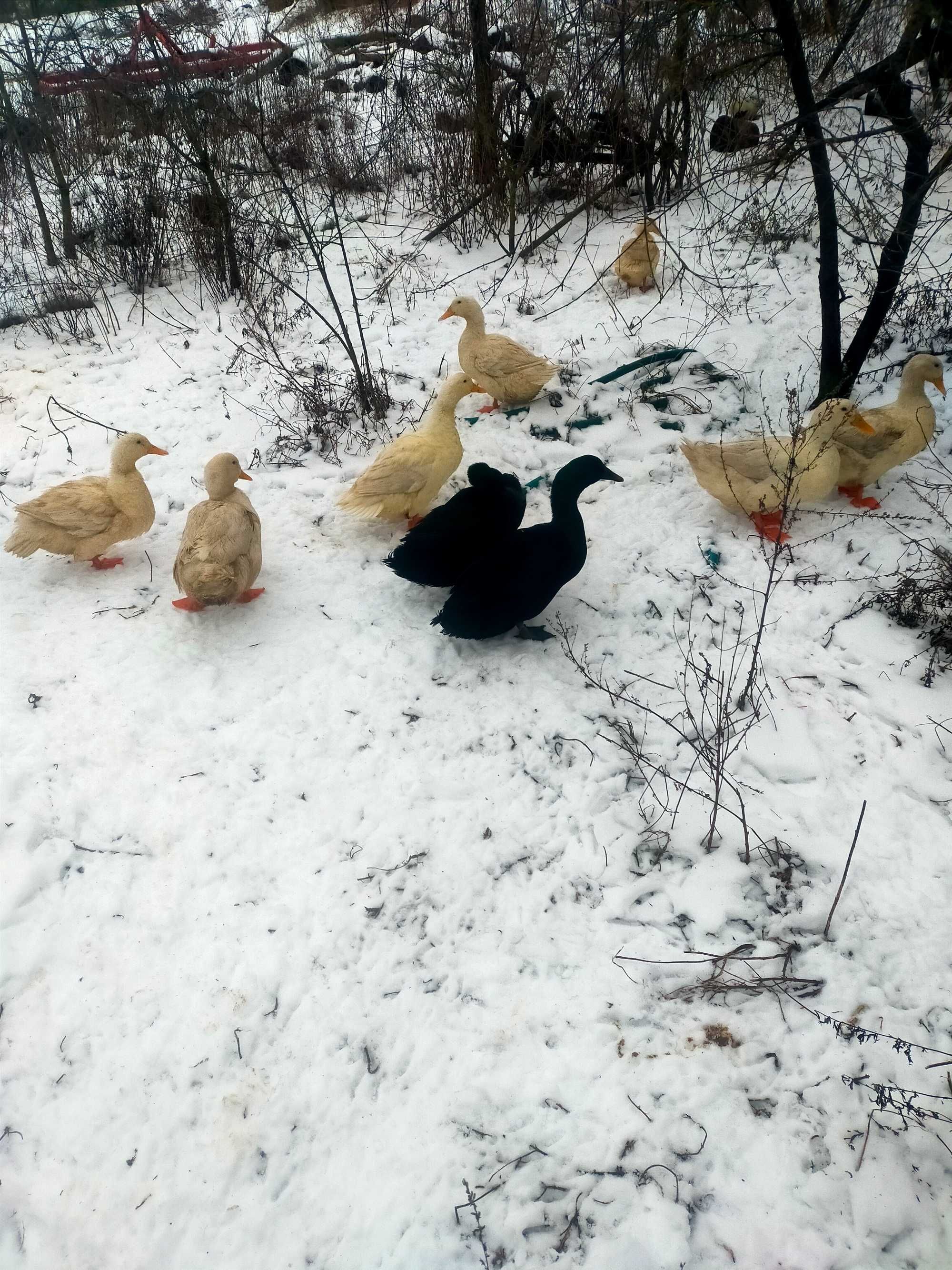 Jaja Lęgowe i spozywcze kacze kajuga i Pekin