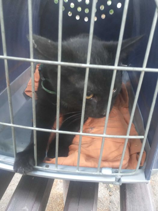 Знайдено чорне кошеня,  Саксаганського-Антоновича