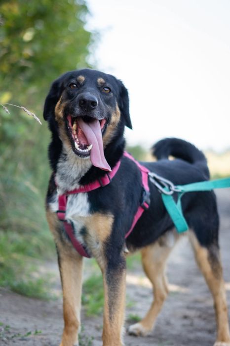 Antek czeka na dom w Schronisku Nadzieja w Napierkach