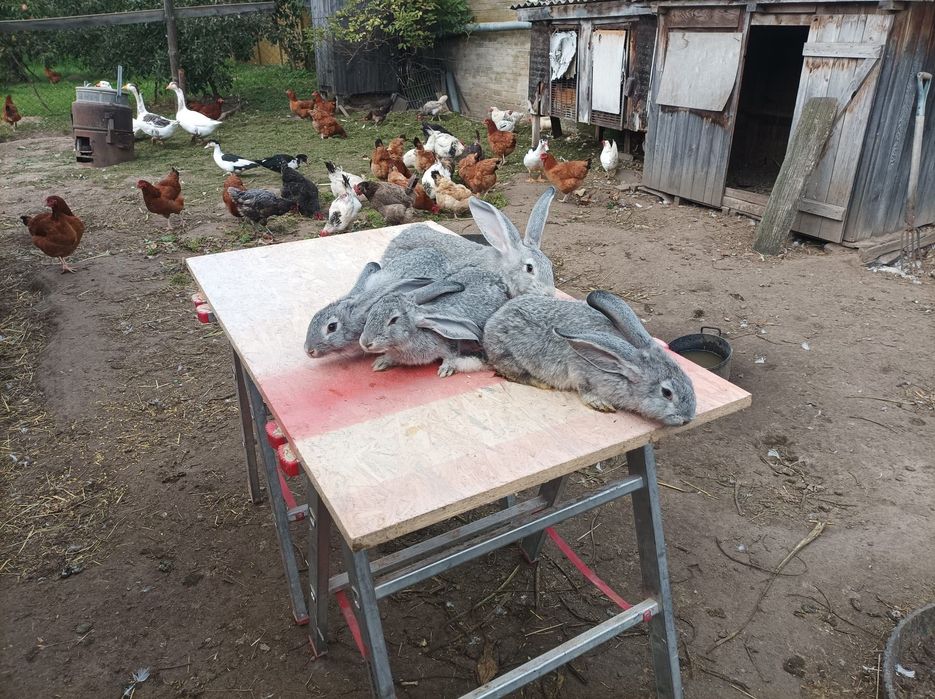 Króle srokacze samce i samice