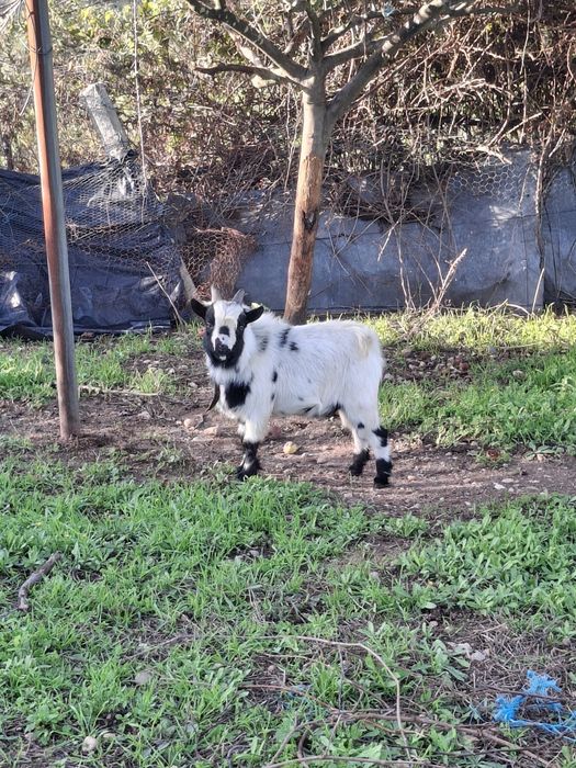 Vendo Cabras anãs