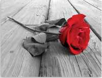 Tapeta Czerwona Róża 350×234