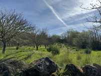Terreno de 6062m2 com castanheiros-soito
