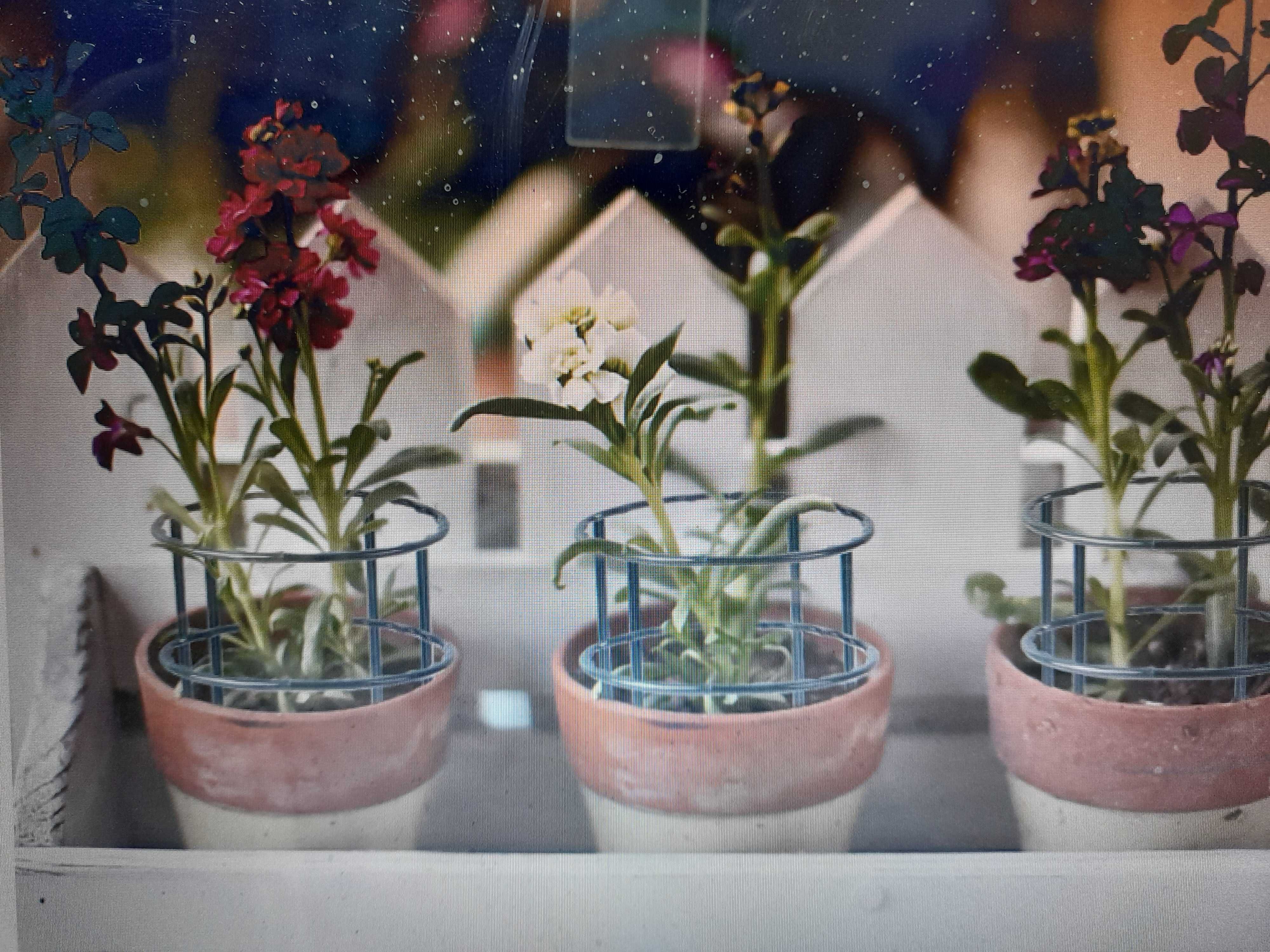 Jardim, vasos ou floreiras