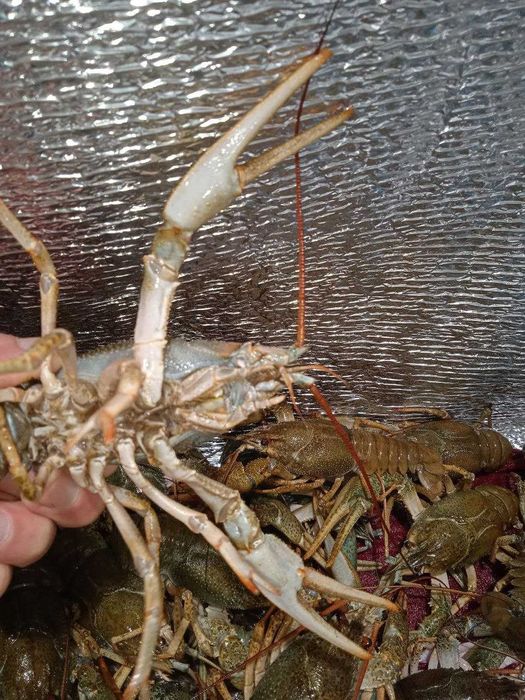 Постачаємо рака по м. Одеса - 70 г - 90 г