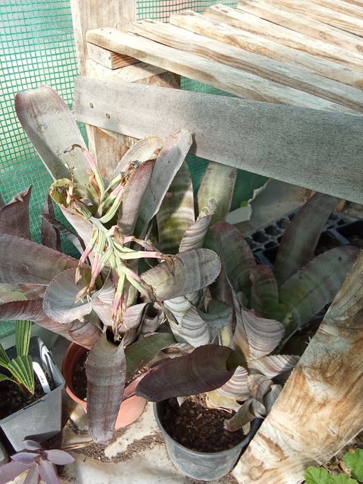 Bromélias billbergia 70cm