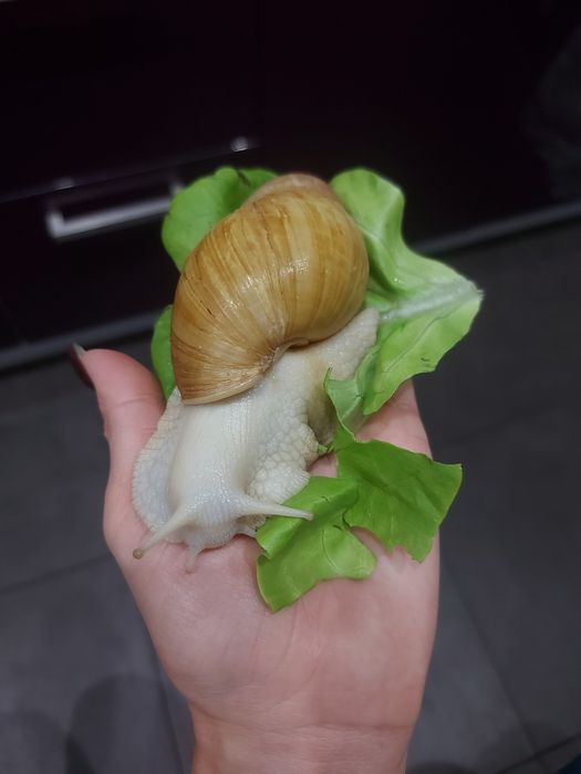 Ślimak afrykański Lissachatina fulica