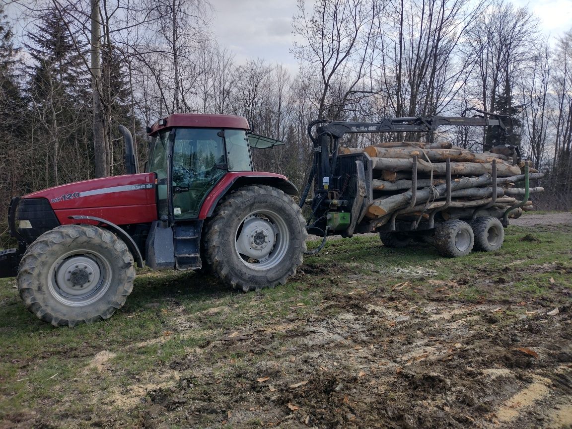 Drzewo na pniu, las, zrywka, pozyskanie