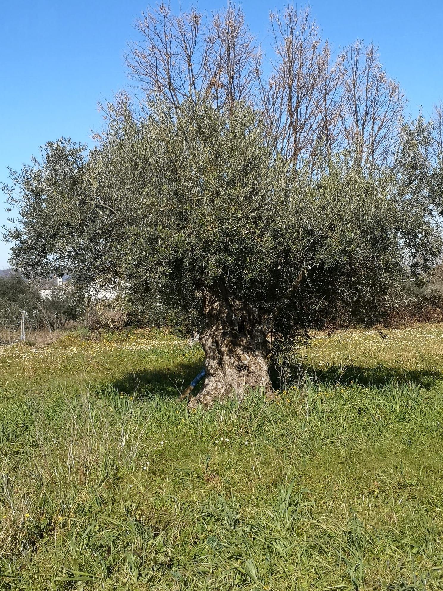 Oliveiras centenárias