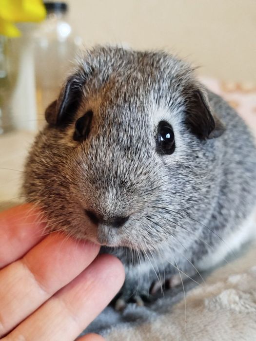 Морская свинка. Мальчик