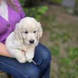 Golden retriever szczeniak