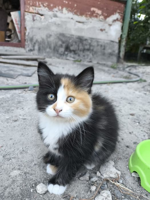 Отдам котят в хорошие руки 2 месяца