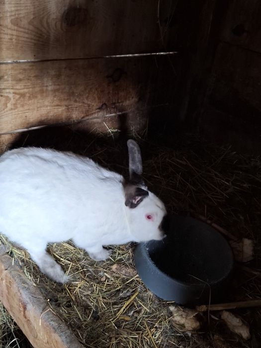 Króliki olbrzym belgijski kalifornijskie