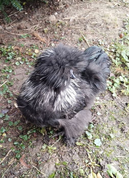 Kogut silki Silka USA