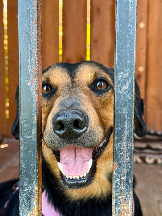 Scooby, najlepszy przyjaciel do adopcji