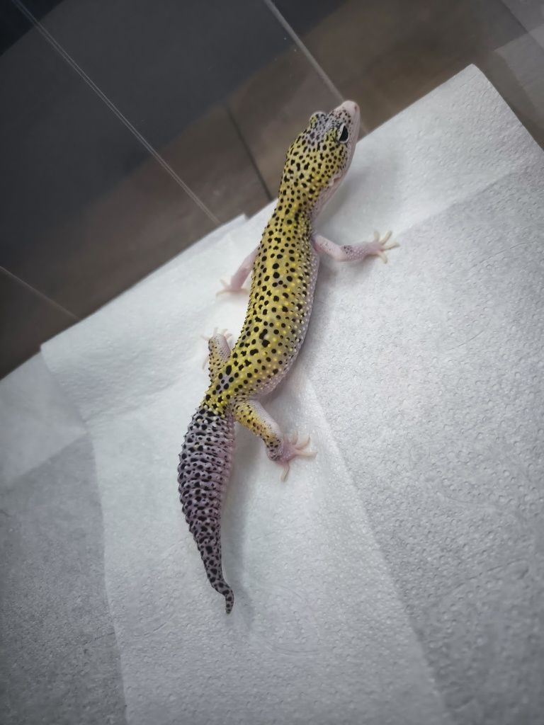 Mack Snow Eclipse het Blizzard het Tremper Albino gekon lamparci