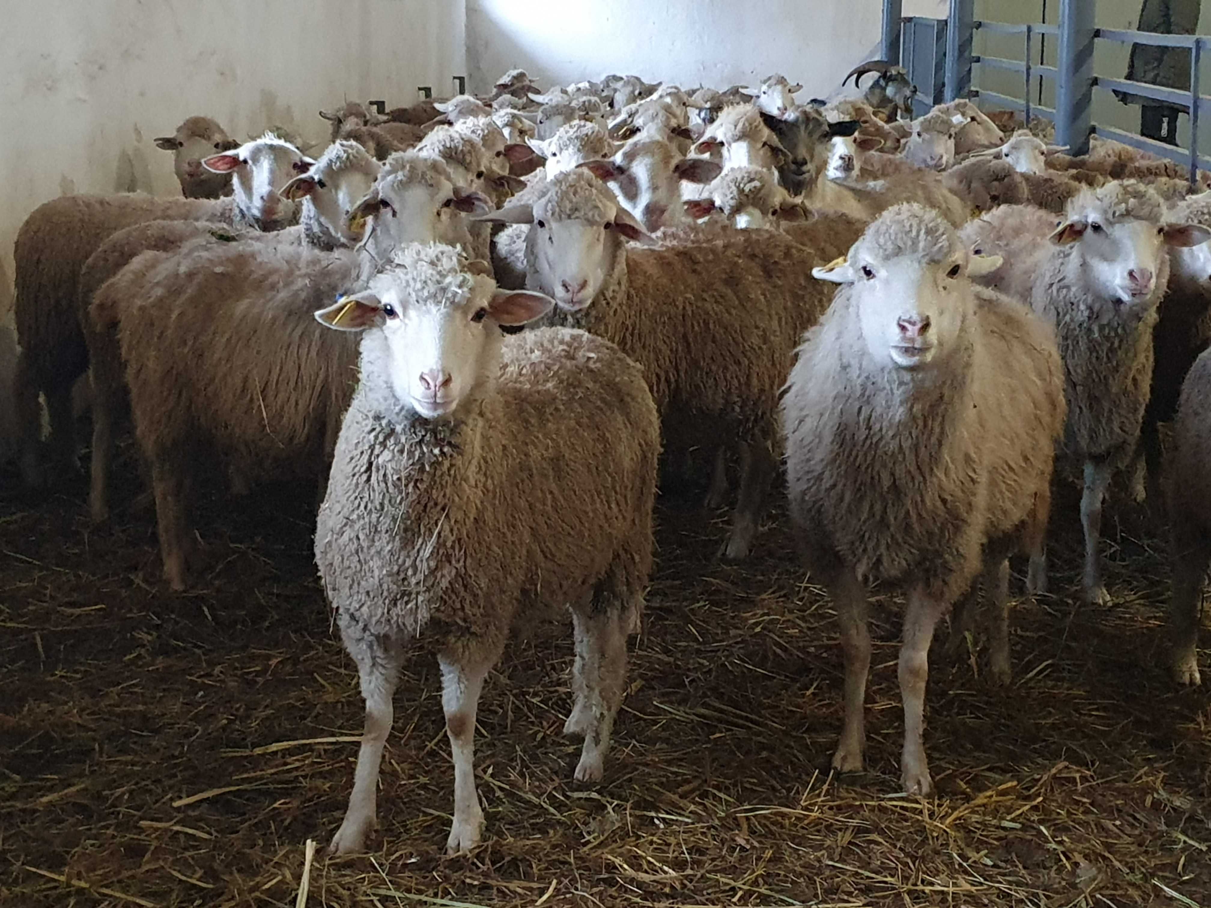 Продам овець, баранів, ягнят: Меринос, Камерунська, Каракульська та ін