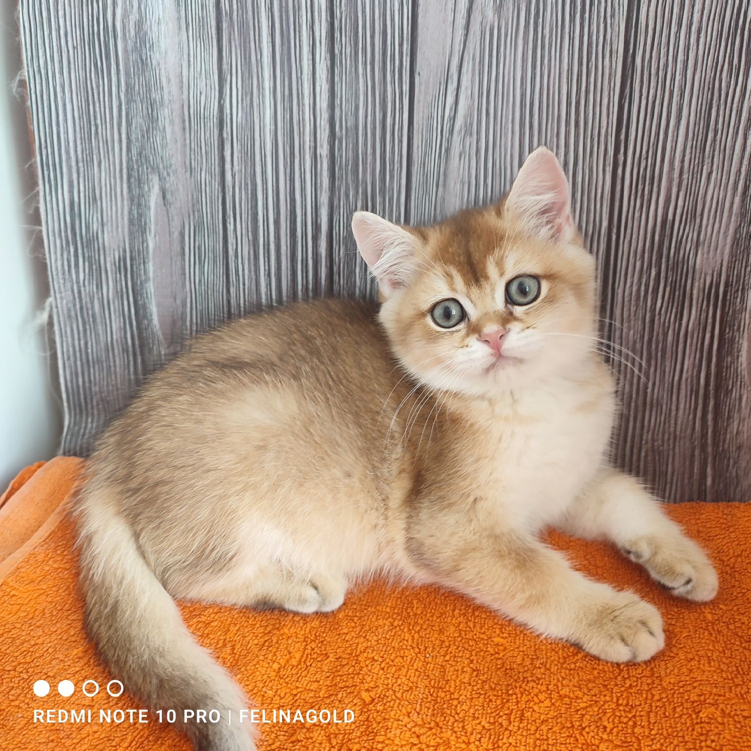 Британський золотий котик