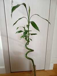 Dracena Bamboo ok 70 cm