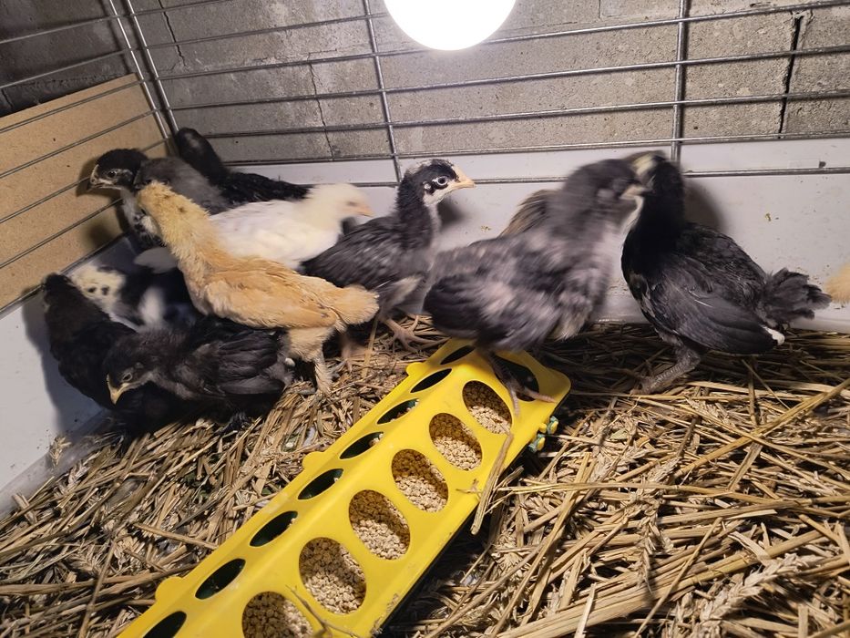 Jajka lęgowe od mix niosek, kurczaki