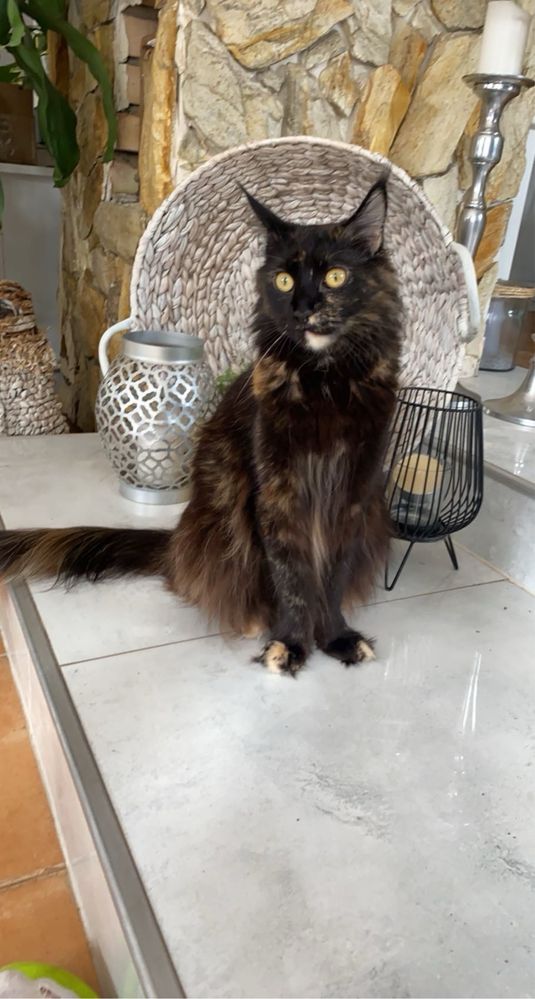 Maine Coon kocurek rudy