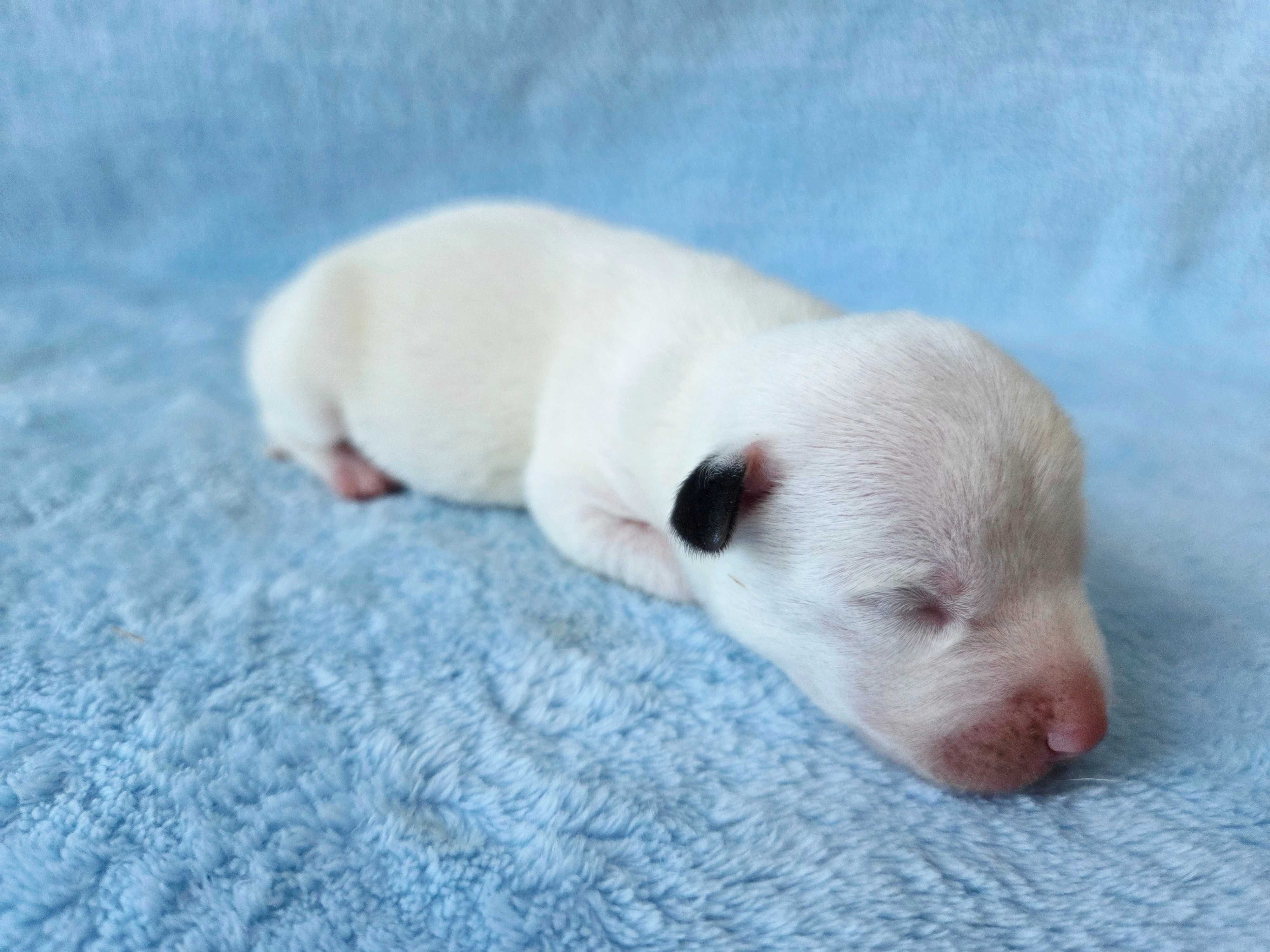 Jack Russell Terrier piesek głakowłosy 5