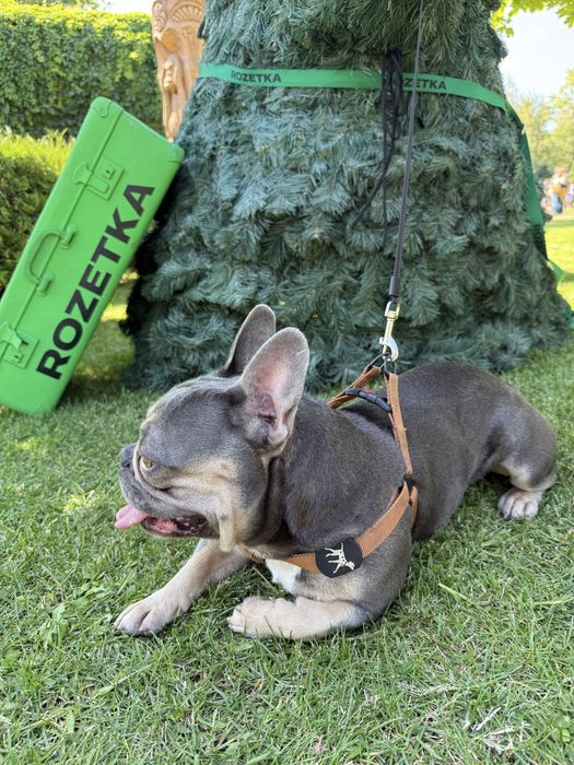 Blue tan щенки французского бульдога/залишись неймовірно гарні дівчатк