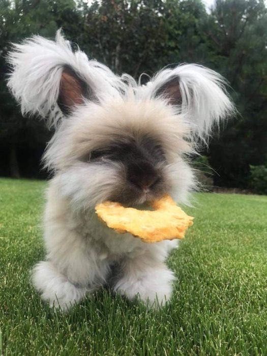 Angora Yorczek mini króliczek króliki z Indonezji