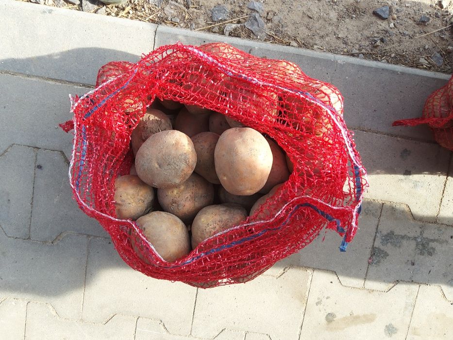 Ziemniaki Bellaroza,Ricarda,Lord,Denar