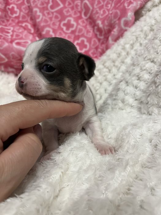 *Cudeńko* Mini liliowy Wyjątkowy piesek Chihuahua