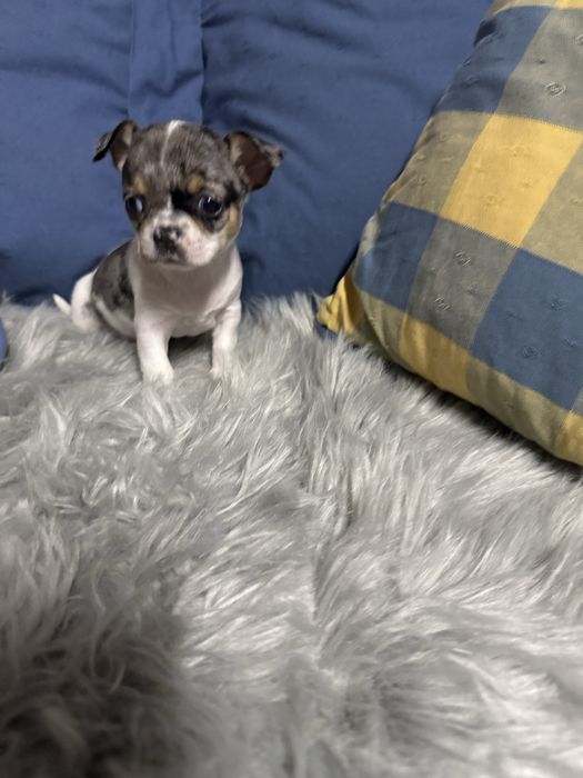 Menino “Chihuahua  lindissimo “ merle”
