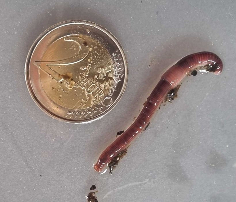 Minhoca para pesca - desde 7€ (100 minhocas)