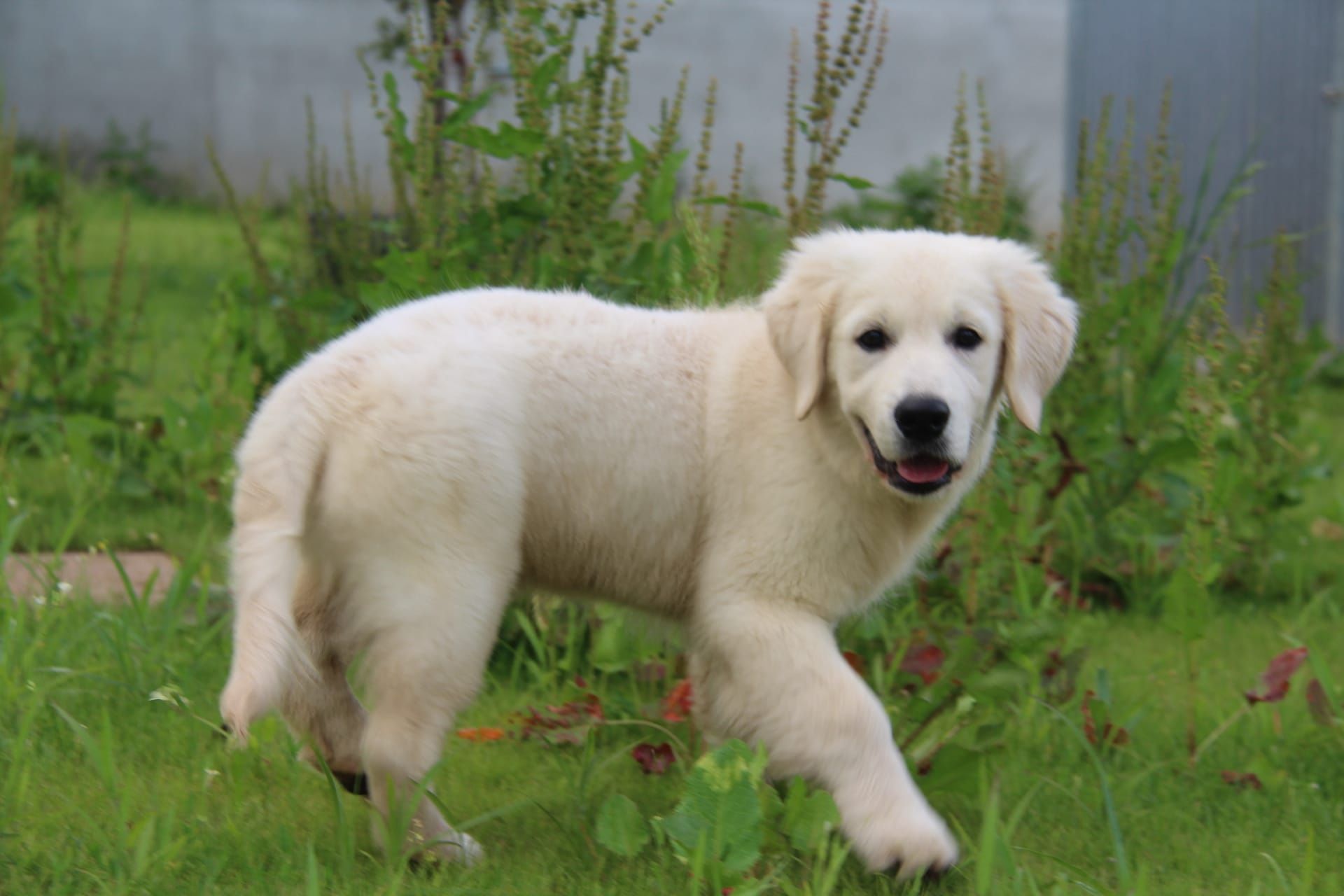 Cachorro Golden com Lop e Afixo