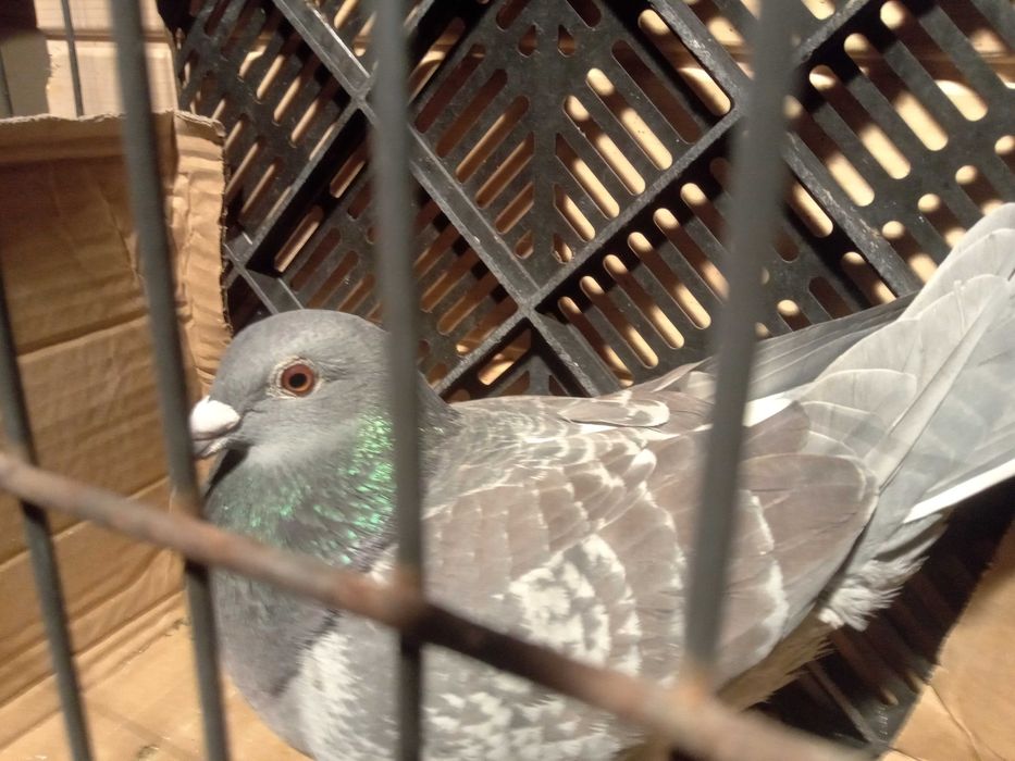 Gołębie pocztowe samice