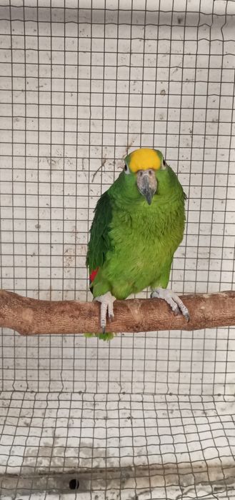 Fêmea ochrocephalo reprodutora