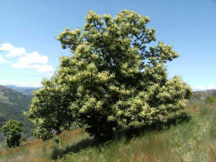 Castanheiro de fruto (Manso)