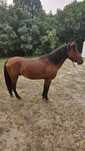 Cavalo garrano para venda ou troca