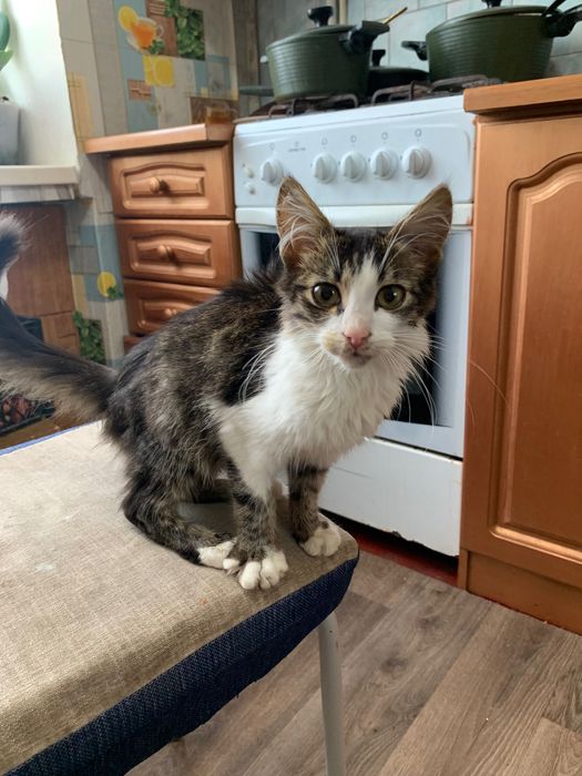 Котик в хороші руки