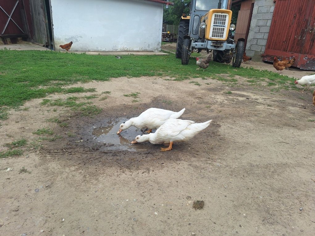 Kaczko-gęśi sprzedam