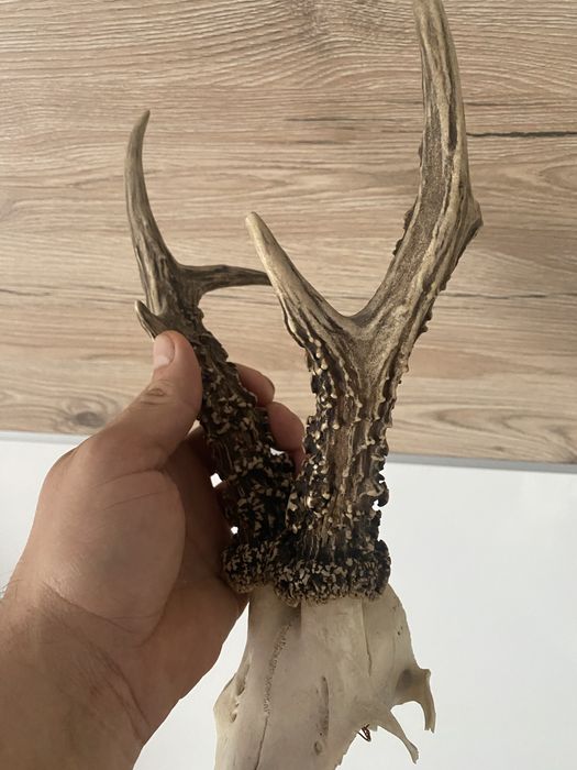 Parostki rogi kozła poroże
