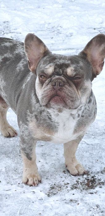 Дорослий хлопець 3,5 роки