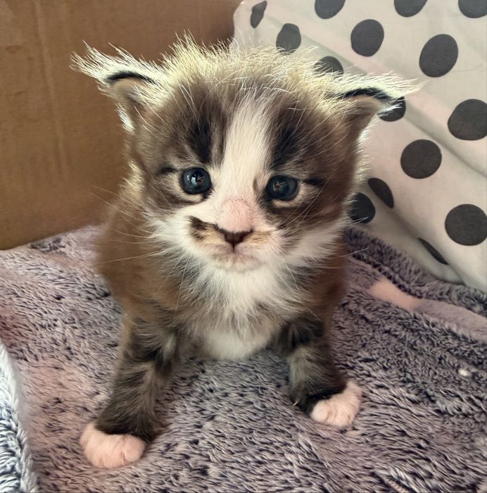 Maine Coon kocurek odbiór w Mikolaja 6.12