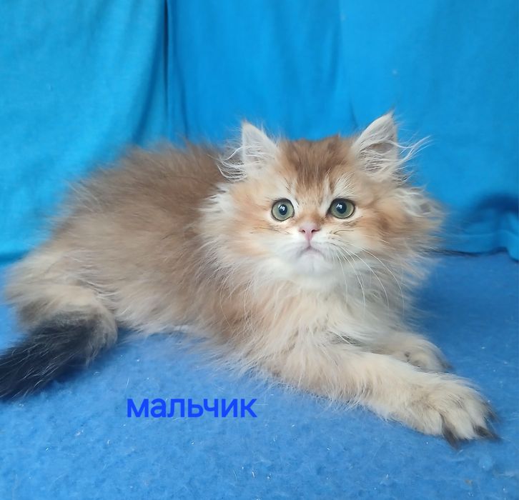 Золотая шиншилла длинношерстный британский