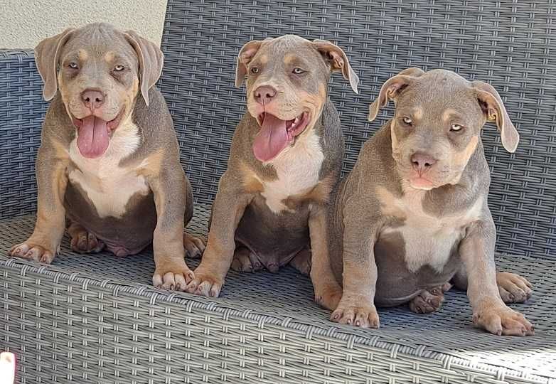 american bully xl piesek nr 2 baron abkc