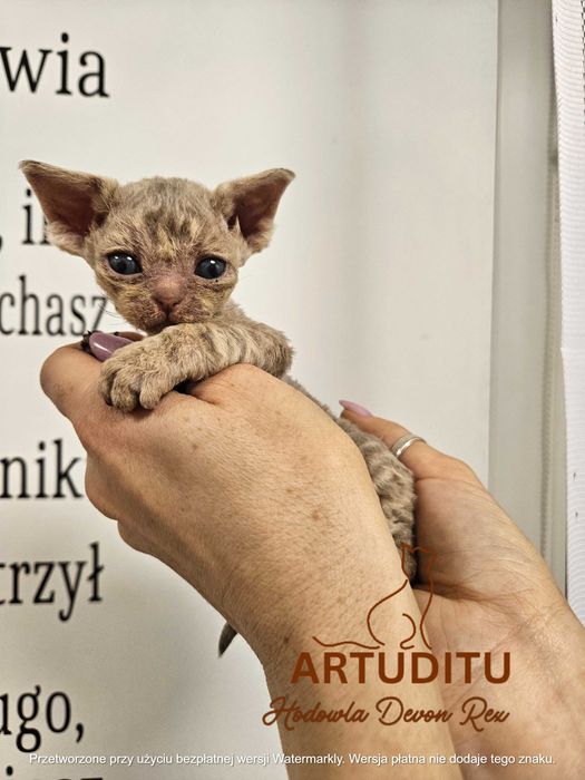 OLIMPIA kotka Devon Rex WCF