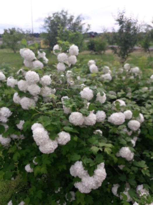 Здається койко - місця і кімнати Луначарка